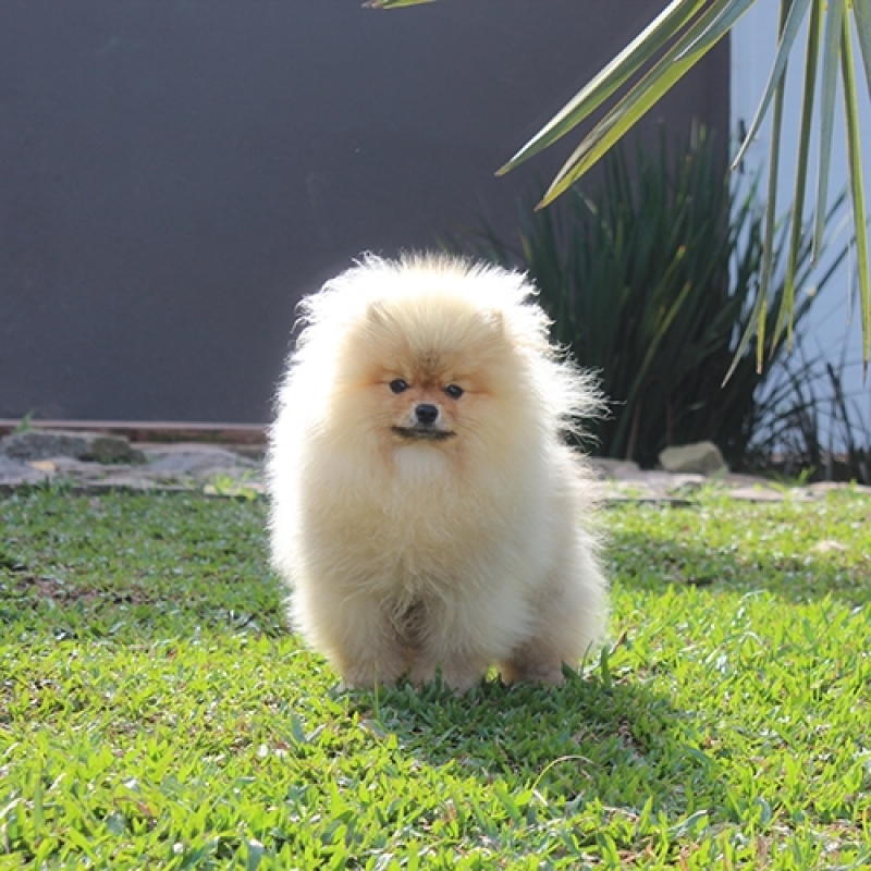 Cão Lulu da Pomerânia Mini Pequeno Penha - Lulu da Pomerânia Mini