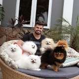 canis-lulu-da-pomerania-canil-criador-de-lulu-da-pomerania-canil-criador-de-lulu-da-pomerania-orcamento-jardim-paulista