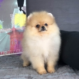 lulu-da-pomerania-filhotes-cachorro-filhote-lulu-da-pomerania-cachorro-lulu-da-pomerania-mini-filhote-precos-bela-vista