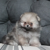 lulu-da-pomerania-filhotes-cachorro-filhote-lulu-da-pomerania-cachorro-filhote-lulu-da-pomerania-cidade-tiradentes