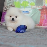 lulu-da-pomerania-filhotes-cachorro-filhote-lulu-da-pomerania-filhote-de-lulu-da-pomerania-anao-chacara-santo-antonio