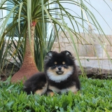 lulu-da-pomerania-filhotes-cachorro-filhote-lulu-da-pomerania-cachorros-lulus-da-pomerania-mini-filhotes-vila-guilherme