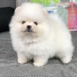 lulu-da-pomerania-filhotes-cachorro-filhote-lulu-da-pomerania-cachorro-lulu-da-pomerania-mini-filhote-ilhabela