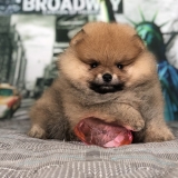 lulu-da-pomerania-filhotes-cachorro-filhote-lulu-da-pomerania-cachorro-lulu-da-pomerania-mini-filhote-vila-cordeiro